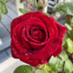 Meet your Posher, Dorenda